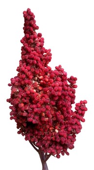 Smooth sumac fruit