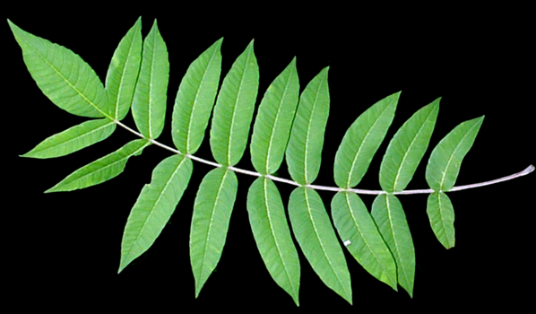 Smooth sumac leaf
