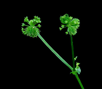 Snakeroot flowers