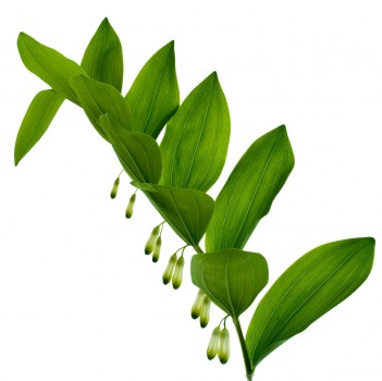 Solomon's Seal