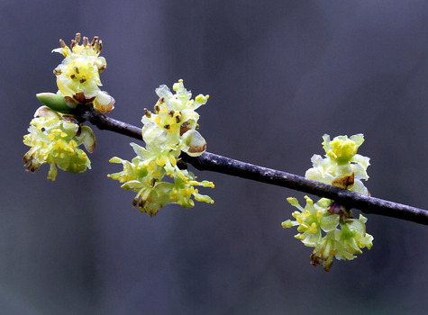 Spicebush flowers