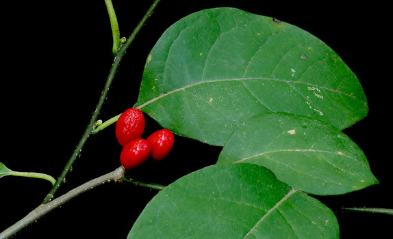Spicebush fruit