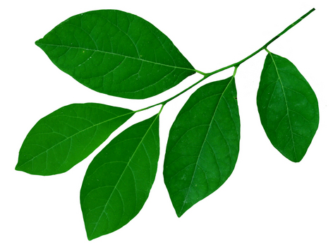 Spicebush leaves