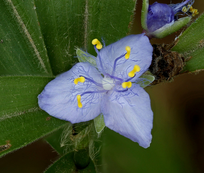 Spiderwort flower