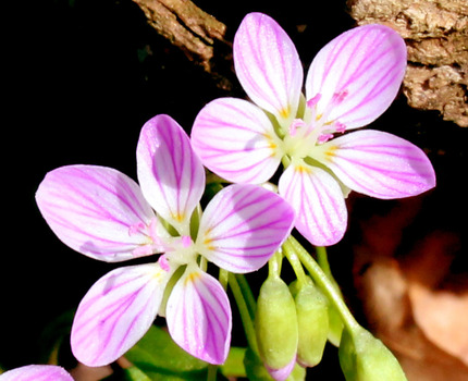 Spring beauty - pink