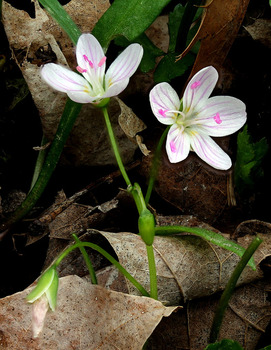 Spring beauty - white