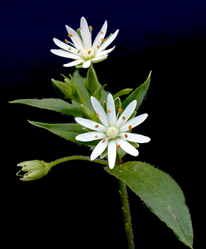 Star chickweed flower - first