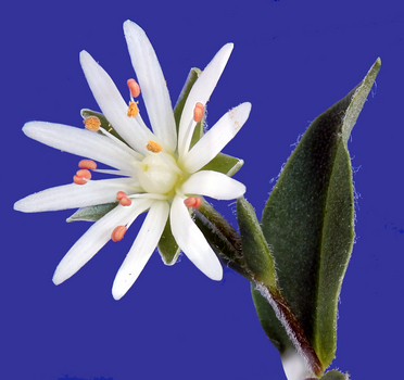 Star chickweed flower - second