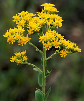 Stiff Goldenrod