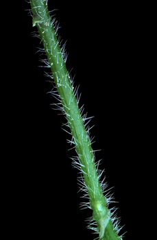 Stinging nettle stem