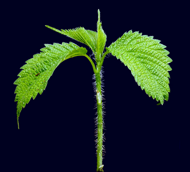 Stinging nettle