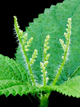 Stinging nettle flowers