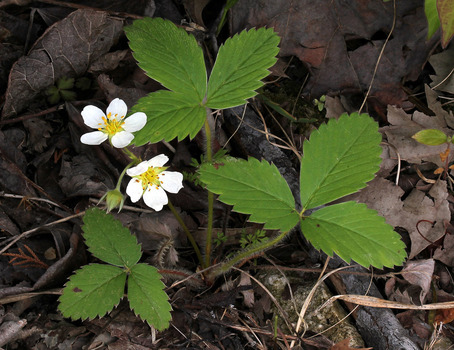 Strawberry plant - first