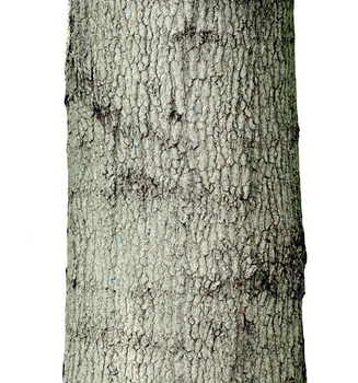 Sugar maple bark