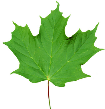 Sugar maple leaf