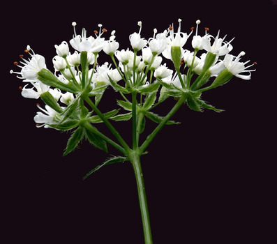 Sweet cicely flowers