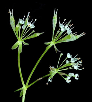 Sweet cicely flowers and fruit