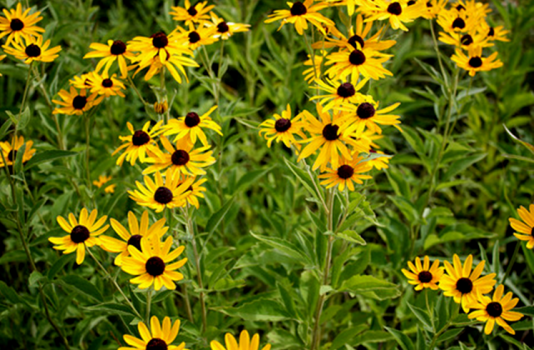 Sweet Coneflower