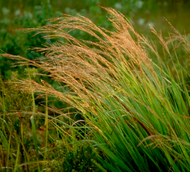 Switchgrass