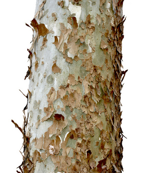 Sycamore bark