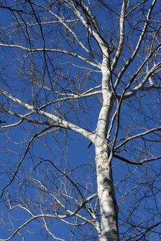 Sycamore tree