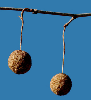 Sycamore fruit