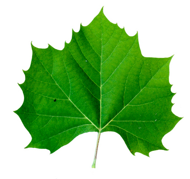 Sycamore leaf