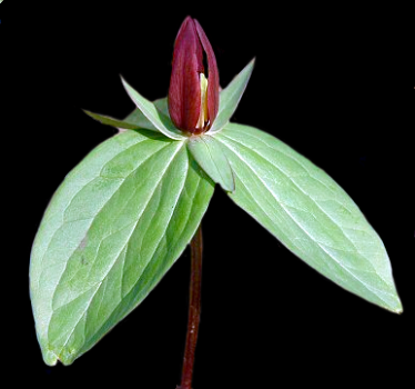 Toad Trillium