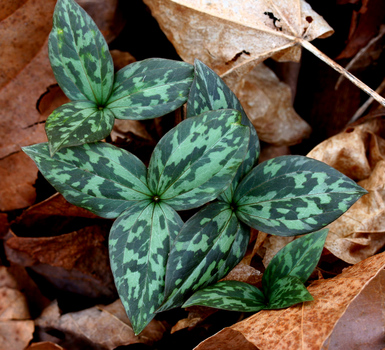 Toad Trillium leaves