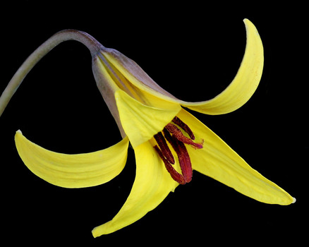 Trout lily flower