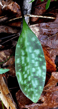 Trout lily leaf