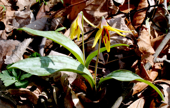 Trout lily