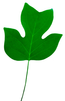 Tulip poplar leaf