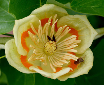 Tulip poplar flower