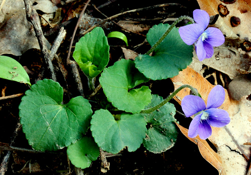 Violets - green