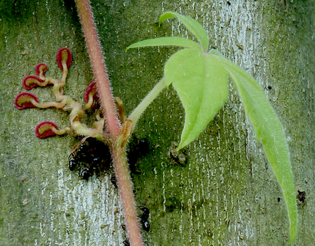 Virginia creeper holdfasts