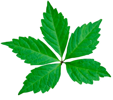 Virginia creeper leaf