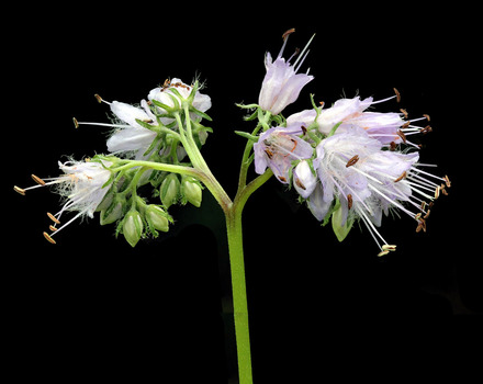 Virginia waterleaf flowers