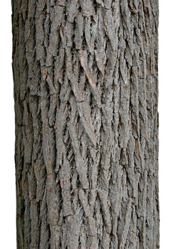 Black Walnut bark