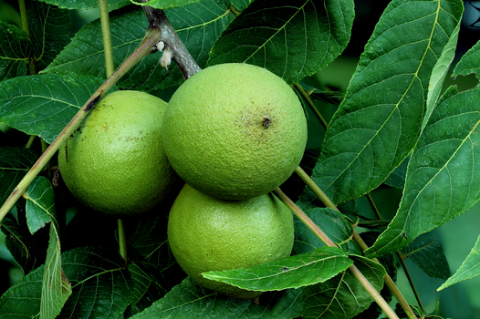 Black Walnut fruit