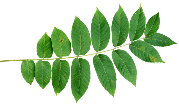 Black Walnut leaf