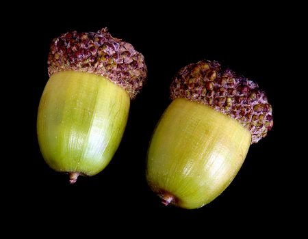 White oak acorns