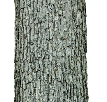 White oak bark