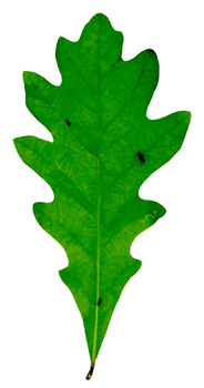 White oak leaf