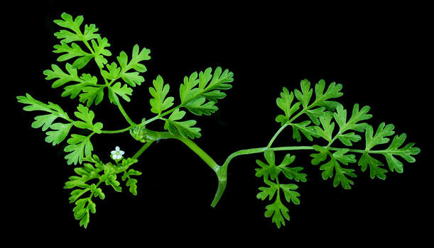 Wild chervil