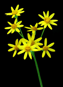 Yellow Flower