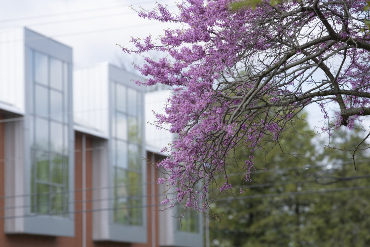Redbud blooms in front of campus building.
