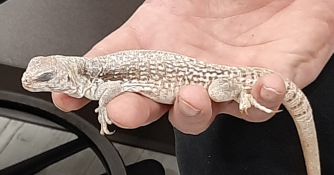 Lizard at the bio fair