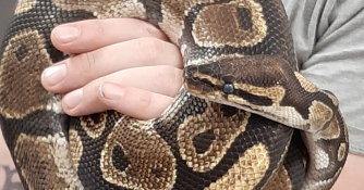 Snake wrapped around a presenter's hand