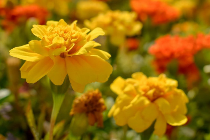 Yellow and orange marigolds on the campus farm.